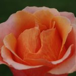 Rose 'Cherry Brandy' (Rosa species)