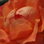 Rose 'Fellowship' (Rosa species)