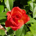 Rose 'Feurio' (Rosa species)