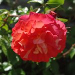 Rose 'Gebrüder Grimm' (Rosa species)