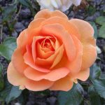 Rose 'Goldelse' (Rosa species)