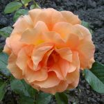 Rose 'Goldelse' (Rosa species)