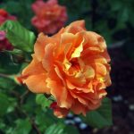 Rose 'Königin der Gärten' (Rosa species)