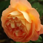 Rose 'Lady Emma Hamilton' (Rosa species)