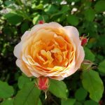 Rose 'Lady Emma Hamilton' (Rosa species)