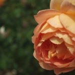 Rose 'Lady of Shalott' (Rosa species)