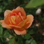 Rose 'Lady of Shalott' (Rosa species)