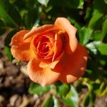 Rose 'Ninetta' (Rosa species)