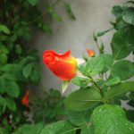 Rose 'Orange Dawn' (Rosa species)
