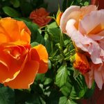 Rose 'Orange Dawn' (Rosa species)