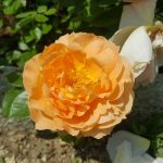 Rose 'Schöne vom See' (Rosa species)