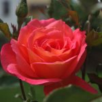 Rose 'Shanty' (Rosa species)