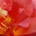 Rose 'Shanty' (Rosa species)