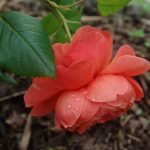 Rose 'Summer Song' (Rosa species)