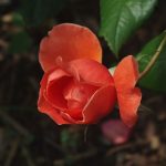 Rose 'Summer Song' (Rosa species)