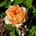 Rose 'Sweet Dream' (Rosa species)
