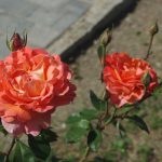 Rose 'Tea Time' (Rosa species)