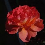 Rose 'Tea Time' (Rosa species)