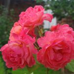 Rose 'Westerland' (Rosa species)