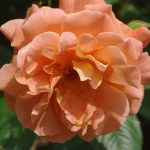 Rose 'Westerland' (Rosa species)