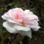 Rose 'Admired Miranda' (Rosa species)
