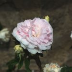Rose 'Félicité Parmentier' (Rosa species)