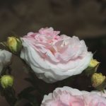 Rose 'Félicité Parmentier' (Rosa species)