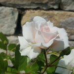 Rose 'Great North Eastern Rose' (Rosa species)