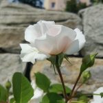 Rose 'Great North Eastern Rose' (Rosa species)