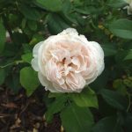 Rose 'Heritage' (Rosa species)