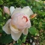 Rose 'Heritage' (Rosa species)