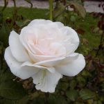 Rose 'Marie-Luise Marjan' (Rosa species)