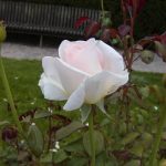 Rose 'Marie-Luise Marjan' (Rosa species)