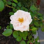 Rose 'New Dawn' (Rosa species)