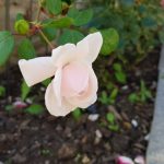 Rose 'New Dawn' (Rosa species)