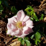 Rose 'Pink Symphonie' (Rosa species)