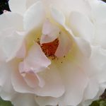 Rose 'Rokoko' (Rosa species)