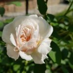 Rose 'The Albrighton Rambler' (Rosa species)