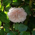 Rose 'The Generous Gardener' (Rosa species)