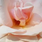 Rose 'Aphrodite' (Rosa species)
