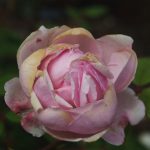 Rose 'Brother Cadfael' (Rosa species)