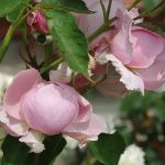 Rose 'Brother Cadfael' (Rosa species)