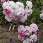 Rose 'Euphrosyne' (Rosa species)