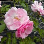 Rose 'Fragezeichen' (Rosa species)