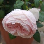Rose 'Geoff Hamilton' (Rosa species)