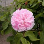 Rose 'Jacques Cartier' (Rosa species)