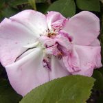 Rose 'Jules Margottin' (Rosa species)