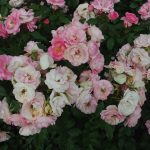 Rose 'Meillands Rose Holstentor' (Rosa species)