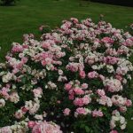 Rose 'Meillands Rose Holstentor' (Rosa species)