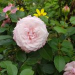 Rose 'Rosenfaszination' (Rosa species)